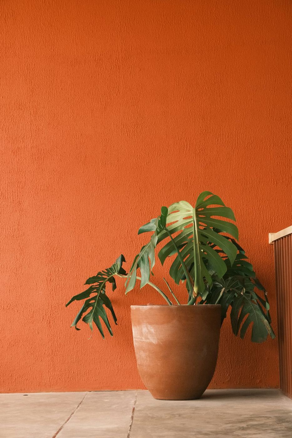 Monstera in a terracotta pot against a terracotta wall